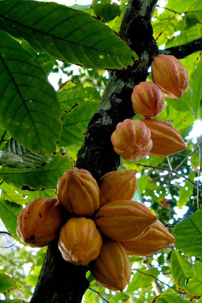 Frutos de cacau no cacaueiro